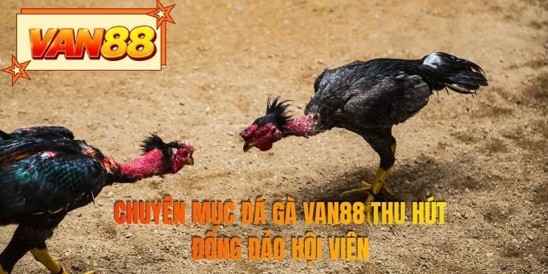 Chuyên mục đá gà VAN88 thu hút đông đảo hội viên