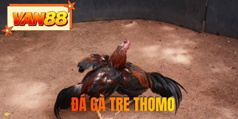 Đá gà tre Thomo