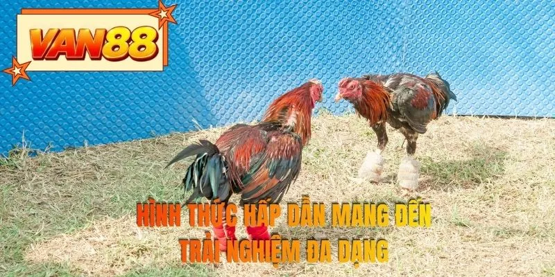 Hình thức hấp dẫn mang đến trải nghiệm đa dạng