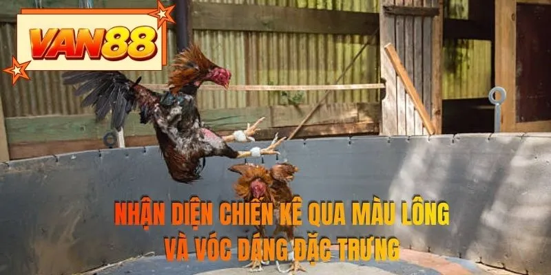Nhận diện chiến kê qua màu lông và vóc dáng đặc trưng
