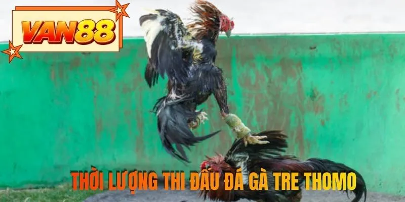 Thời lượng thi đấu đá gà tre Thomo