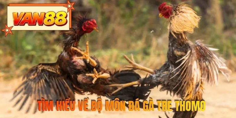 Tìm hiểu về bộ môn đá gà tre Thomo